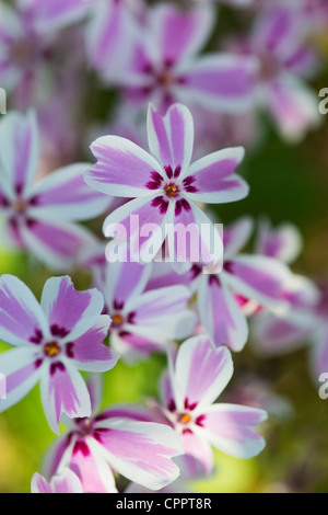 Phlox subulata 'Candy Stripe' . Creeping Phlox Stock Photo