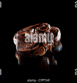 baby anaconda on reflective surface Stock Photo