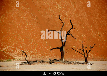 A single stand of trees near to edge of the dried up pan, or lake bed, that is known as Dead Vlei. Stock Photo