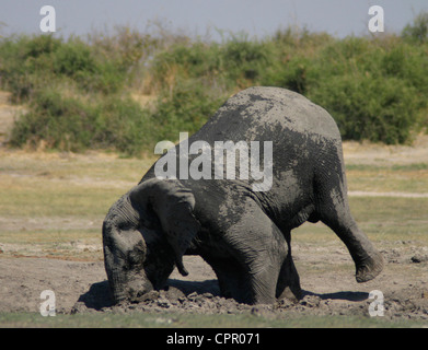 This elephant in Chobe is is reaching down  as far as he can go into a hole in order to reach water. Stock Photo