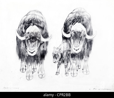 Muskox (Ovibos moschatus, musk ox) - charcoal on paper by Kurt Tessmann Stock Photo