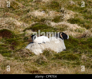 Black-faced sheep with a young lamb on her back, young lamb Stock Photo