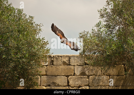 Harris Hawk flying over stone wall Stock Photo