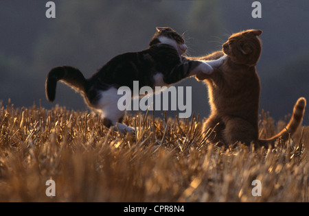 Two Cats Play Fighting at Sunset Stock Photo
