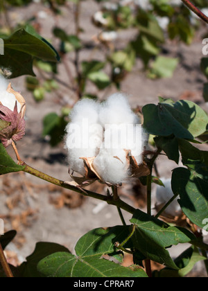 Cotton Plant with mature bolls in southern Texas Stock Photo