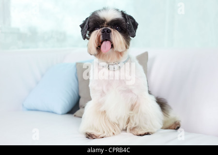 Shih-tzu dog sitting on sofa Stock Photo