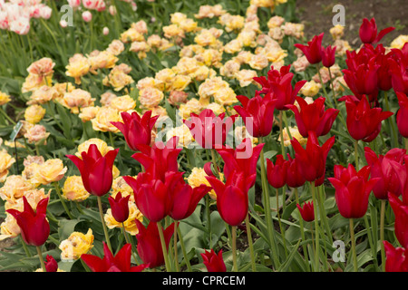 Red bell tulips 'Red Shine' in an English garden Stock Photo