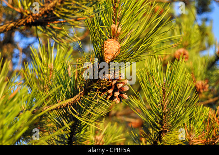 Closeup of pinecones on fur tree Stock Photo