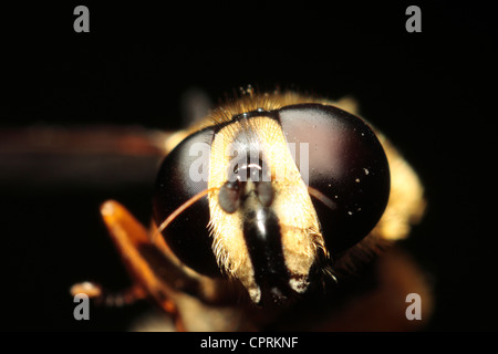 Sunfly (Sericomyia silentis Stock Photo - Alamy