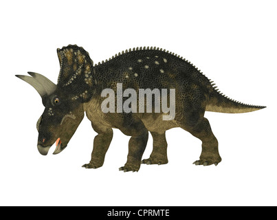Illustration of a Nedoceratops (dinosaur species formerly known as Diceratops) isolated on a white background Stock Photo