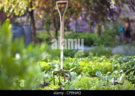 Stainless garden fork in vegetable garden. Stock Photo