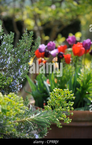 A Rosemary bush with Spurge protruding and a pot of Tulips in an English garden UK Stock Photo