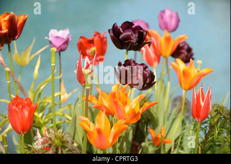 Tulips (Queen of the Night) in a pot by a water feature in an English garden UK Stock Photo
