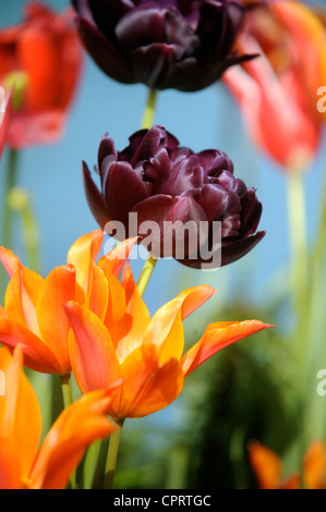 Tulips (Queen of the Night) in a pot by a water feature in an English garden UK Stock Photo