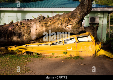 Yellow school bus crushed by a fallen Baobab tree in the grounds of Roseau Botanical Gardens in Dominica West Indies Stock Photo