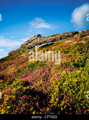 Heather and Gorse on the side of Haytor Rocks in Dartmoor National Park, Devon, England. Stock Photo