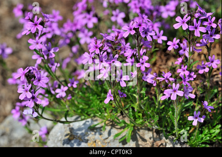 Fairy Foxglove / Starflower / Alpine Balsam / Liver Balsam (Erinus alpinus) in flower, Pyrenees, Spain Stock Photo