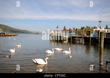 Mute Swans (Cygnus olor), Ducks and Gulls on Lake Windermere at Bowness-on-Windermere in Cumbria, England. Stock Photo