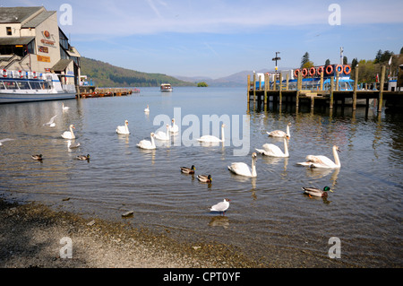 Mute Swans (Cygnus olor), Ducks and Gulls on Lake Windermere at Bowness-on-Windermere in Cumbria, England. Stock Photo