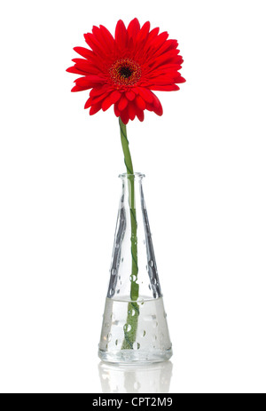 A red gerbera in a glass vase Stock Photo