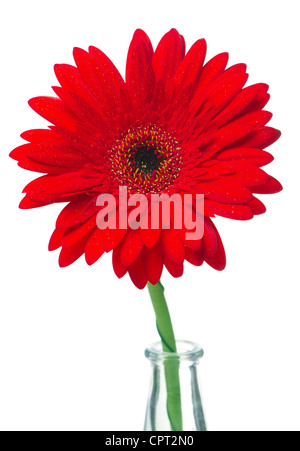 A red gerbera in a glass vase Stock Photo