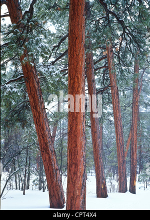 Pinus ponderosa, commonly known as the Ponderosa Pine, Bull Pine, Blackjack Pine, or Western Yellow Pine, is widespread in AZ. Stock Photo