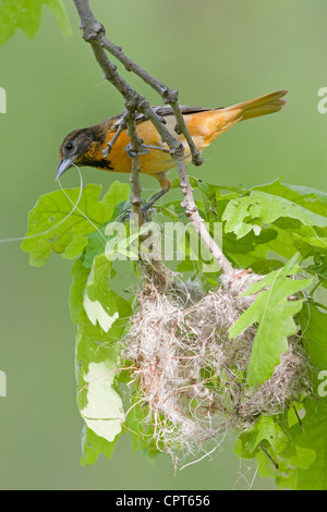 Female Baltimore Oriole bird songbird with Nest Material building her nest - Vertical Stock Photo