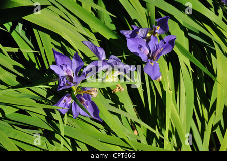 Spiderwort Concord Grape flowers Stock Photo