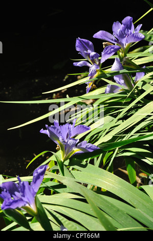 Spiderwort Concord Grape flowers Stock Photo