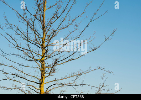 Quercus cerris. Turkey oak tree in early spring. UK Stock Photo