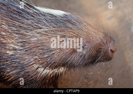 Portrait of a Cape porcupine (Hystrix africaeaustralis), South Africa Stock Photo