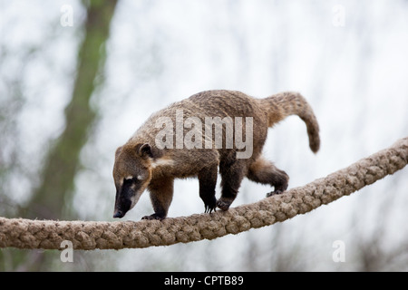 portrait of a very cute White-nosed Coati (Nasua narica) aka Pizote or Antoon. Diurnal, omnivore mammal Stock Photo