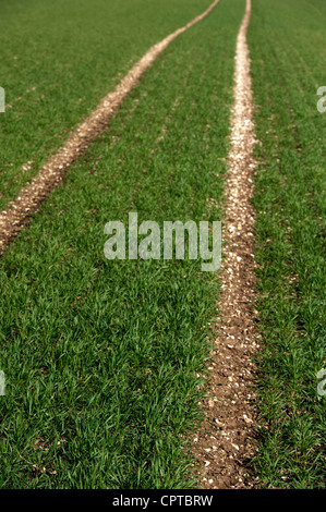 Winter Barley growing on chalky ground, early spring. Stock Photo