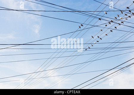 Birds sitting on power cable Stock Photo