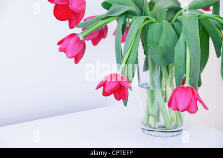 Pink tulips in glass vase, close up Stock Photo