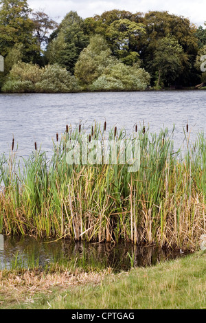 Bulrush by  lake  Poynton Park Cheshire England Stock Photo