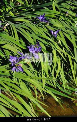 Spiderwort Concord Grape flowers Stock Photo