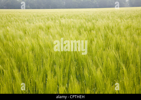 Green barley crop growing in field close up Stock Photo
