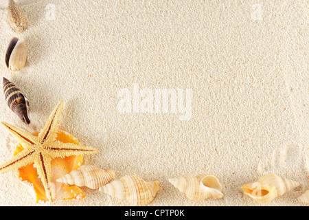 Group of seashells, starfishes on the sand Stock Photo