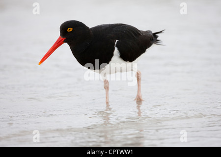 Magellanic Oystercatcher (Haematopus leucopodus) adult foraging in the surf on Carcass Island in the Falklands. Stock Photo