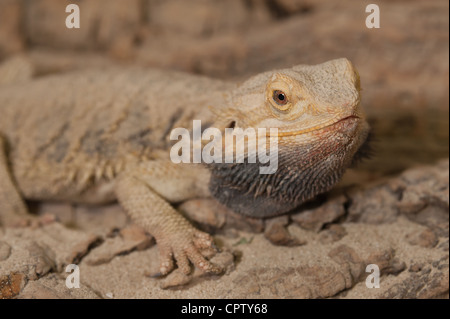 Detail of a bearded dragon lizard showing face eye head skin pupil  Pogona vitticeps male fast bob behaviour Stock Photo