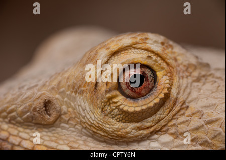 Detail of a bearded dragon lizard showing face eye head skin pupil  Pogona vitticeps male fast bob behaviour Stock Photo