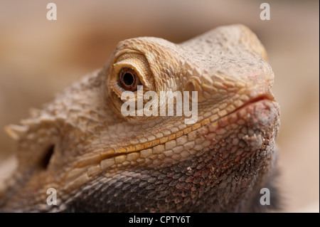 Detail of a bearded dragon lizard showing face eye head skin pupil  Pogona vitticeps male fast bob behaviour Stock Photo