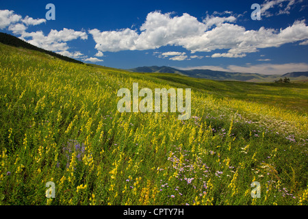 National Bison Range Wildlife Refuge Rolling prairie hillsides with summer flowers under cumulus clouds Stock Photo