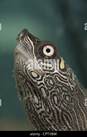 Close up portrait of alert map turtle underwater with a few bubbles of air on stretched neck Stock Photo