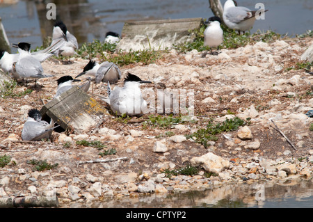 Sandich terns with chicks in colony, Brownsea Island, Hampshire, England, UK Stock Photo