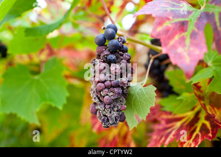 Withered grapes on a grapevine in country garden at Swinbrook in The Cotswolds, Oxfordshire, UK Stock Photo
