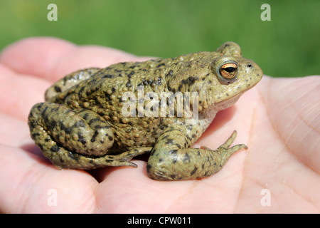 Common Toad or European Toad Bufo bufo On Hand Stock Photo