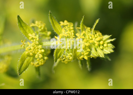 Crosswort Cruciata laevipes Stock Photo