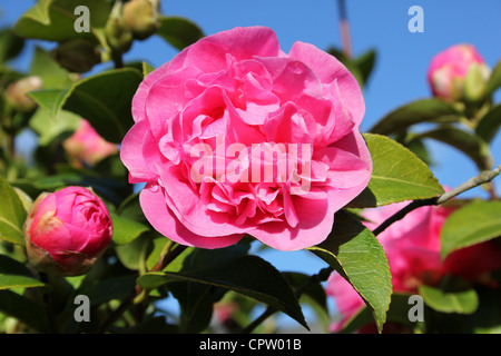 Pink Camelia Flower Stock Photo